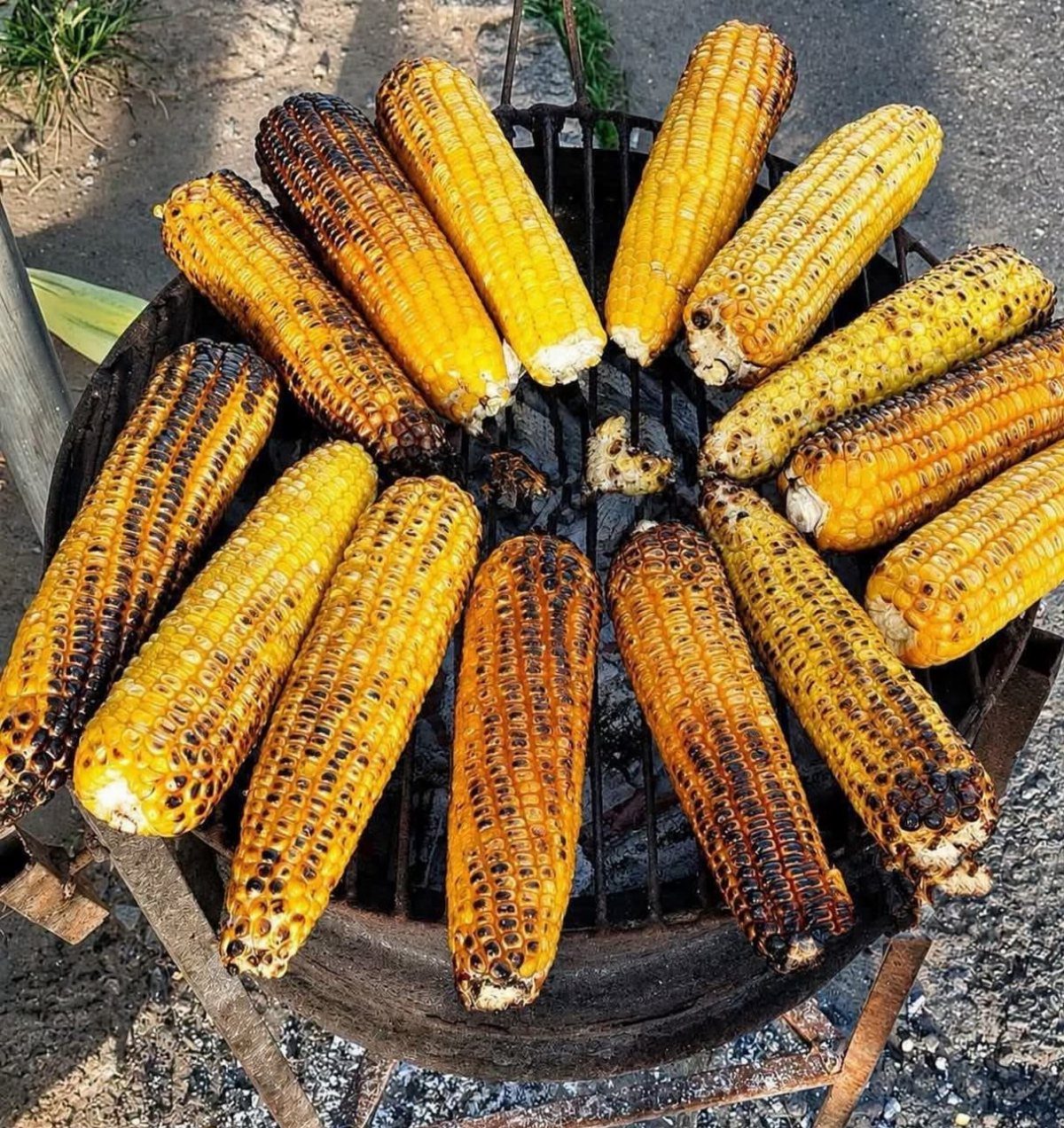 Grilled corn on the cob with charred marks on a charcoal grill